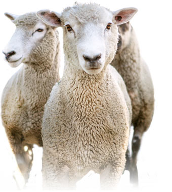three-sheep.jpg